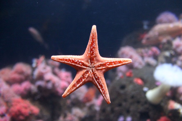 Starfish 2